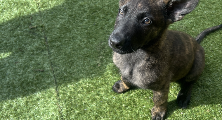 German Shepherd Puppies For Sale