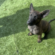 German Shepherd Puppies For Sale