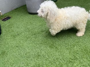 Cavachon-Maltapoo dog for sale