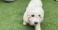 Cavachon-Maltapoo dog for sale