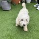 Cavachon-Maltapoo dog for sale