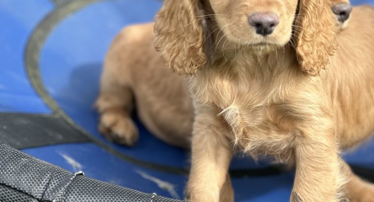 Cocker spaniel puppy’s