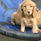 Cocker spaniel puppy’s