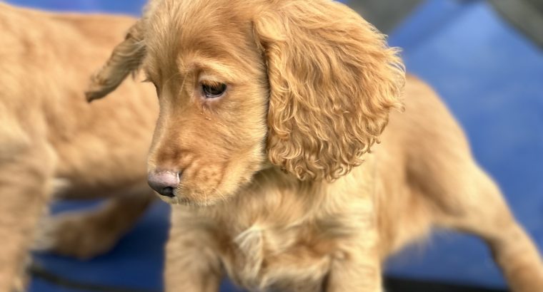 Cocker spaniel puppy’s