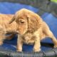 Cocker spaniel puppy’s