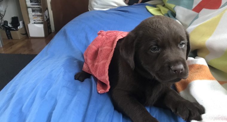 IKC Chocolate Labrador Pups