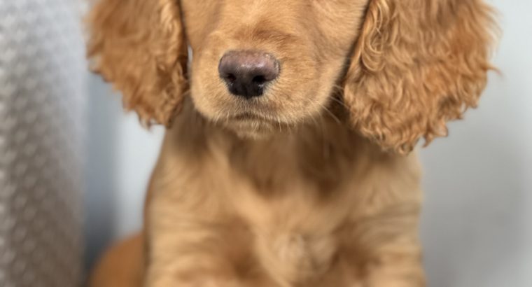 Cocker spaniel puppy’s