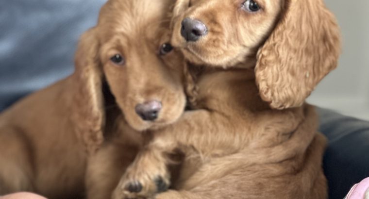 Cocker spaniel puppy’s