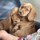 Cocker spaniel puppy’s