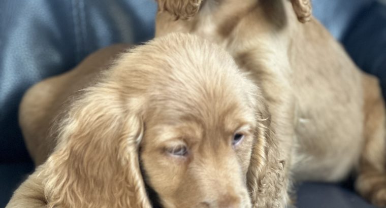 Cocker spaniel puppy’s