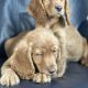 Cocker spaniel puppy’s