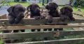 IKC Chocolate Labrador Pups