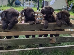 IKC Chocolate Labrador Pups