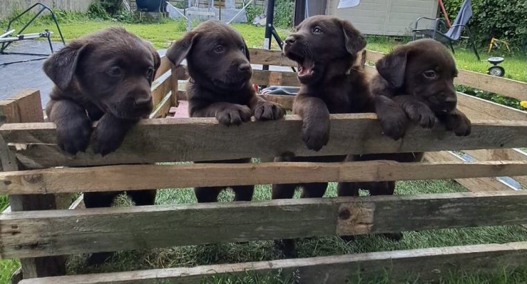 IKC Chocolate Labrador Pups