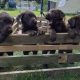 IKC Chocolate Labrador Pups