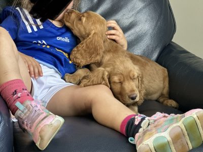 Cocker Spaniel Puppies for Sale in Kilcrossbeg