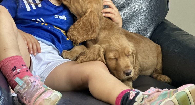 Cocker spaniel puppy’s