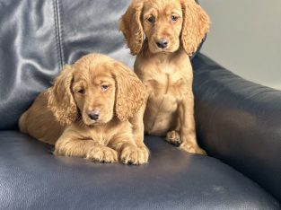 Cocker spaniel puppy’s