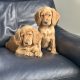 Cocker spaniel puppy’s