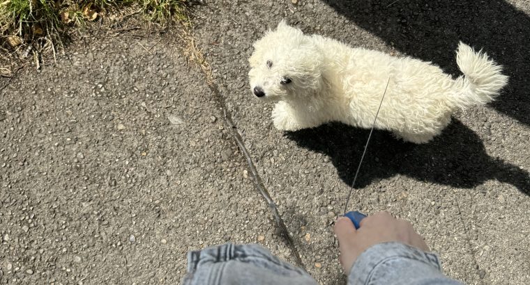 Cavachon-Maltapoo dog for sale