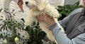 Cavachon-Maltapoo dog for sale