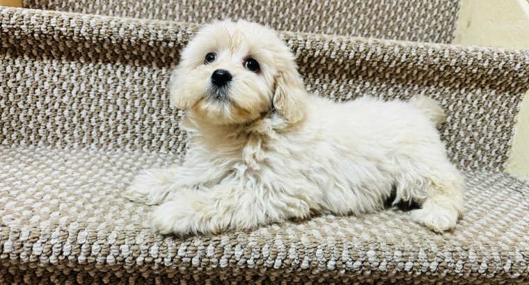 Beautiful shihpoo puppies ð¶ð¶ð¶