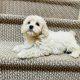 Beautiful shihpoo puppies ð¶ð¶ð¶