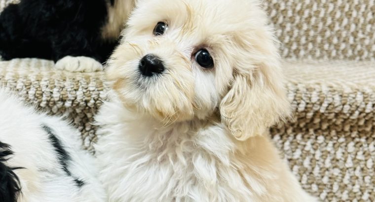 Beautiful shihpoo puppies ð¶ð¶ð¶