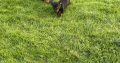 Miniature Dachshund IKC Registered