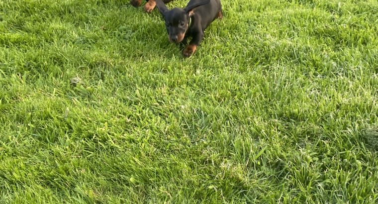 Miniature Dachshund IKC Registered