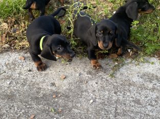 Miniature Dachshund IKC Registered