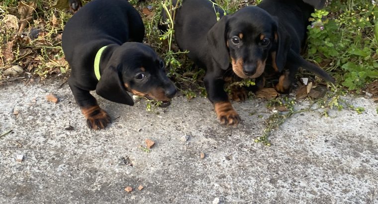 Miniature Dachshund IKC Registered