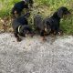 Miniature Dachshund IKC Registered