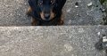 Miniature Dachshund IKC Registered