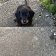 Miniature Dachshund IKC Registered