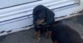 Miniature Dachshund IKC Registered