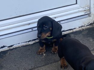 Miniature Dachshund IKC Registered