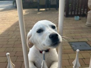 Golden retriever/ Labrador