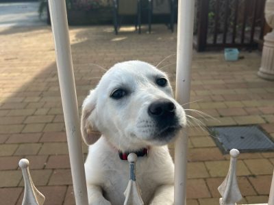 Labrador for Stud in Portarlington – IKC Registered