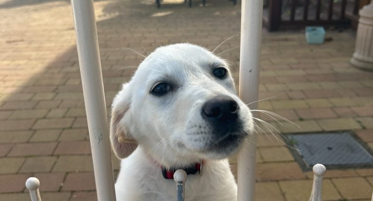 Golden retriever/ Labrador