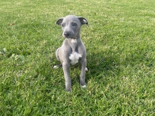 Whippet puppies