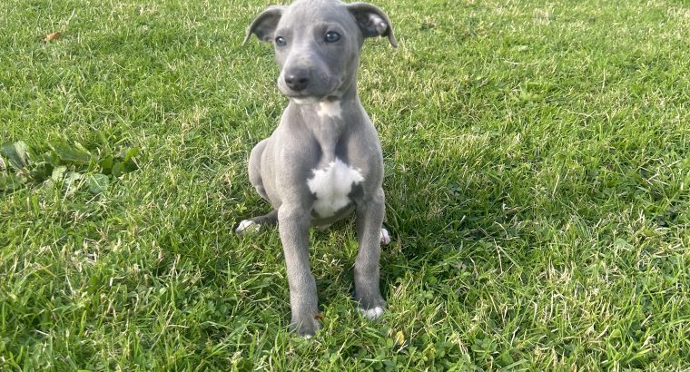 Whippet puppies