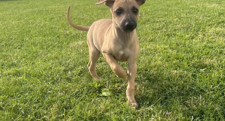 Whippet puppies