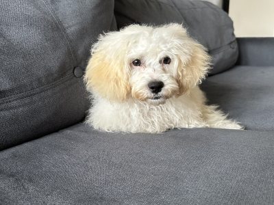 Puppy maltipoo