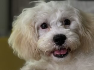 Puppy maltipoo