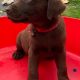 IKC Chocolate Labrador Pups