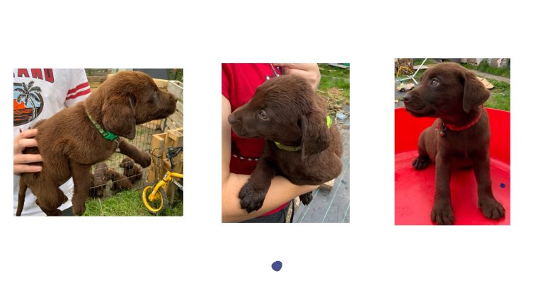 IKC Chocolate Labrador Pups