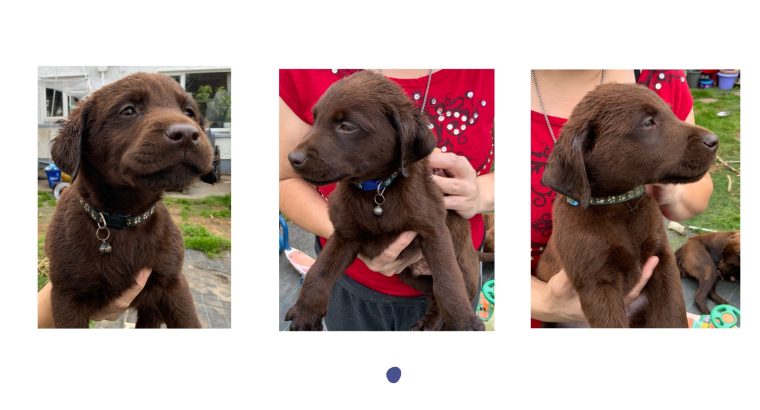 IKC Chocolate Labrador Pups