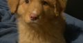 Duck toller retriever puppies