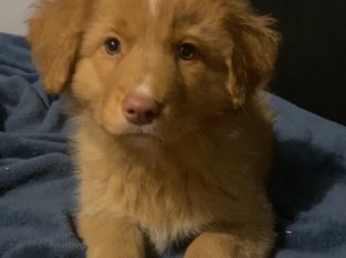 Duck toller retriever puppies